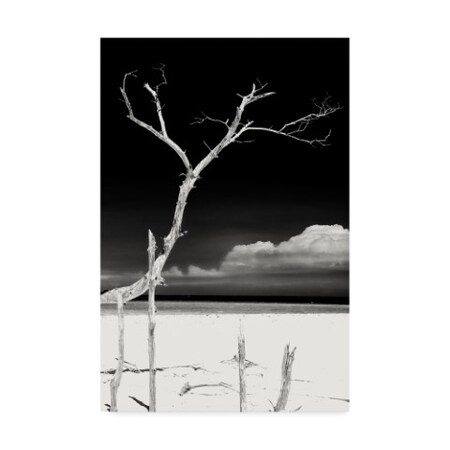Trademark Fine Art Philippe Hugonnard 'Trees and White Sand IV' Canvas Art, 12x19 PH01213-C1219GG